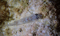 Pleurosicya larsonae