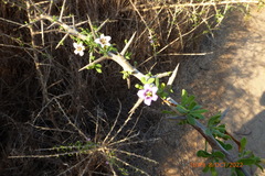 Lycium schweinfurthii