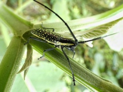 Ptychodes taeniotoides