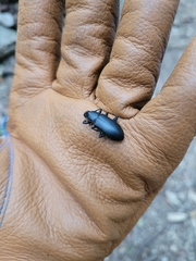 Alobates pensylvanicus