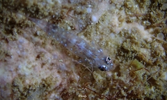 Pleurosicya larsonae