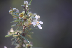 Fendlera linearis