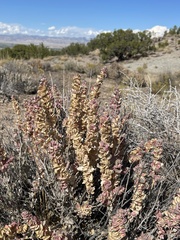 Atriplex confertifolia