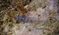 Pleurosicya larsonae