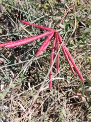 Desmanthus velutinus