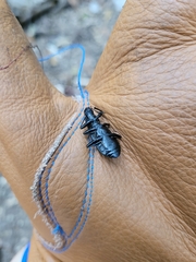 Alobates pensylvanicus