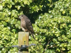 Falco novaeseelandiae