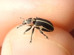Eudiagogus pulcher