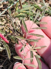 Desmanthus velutinus