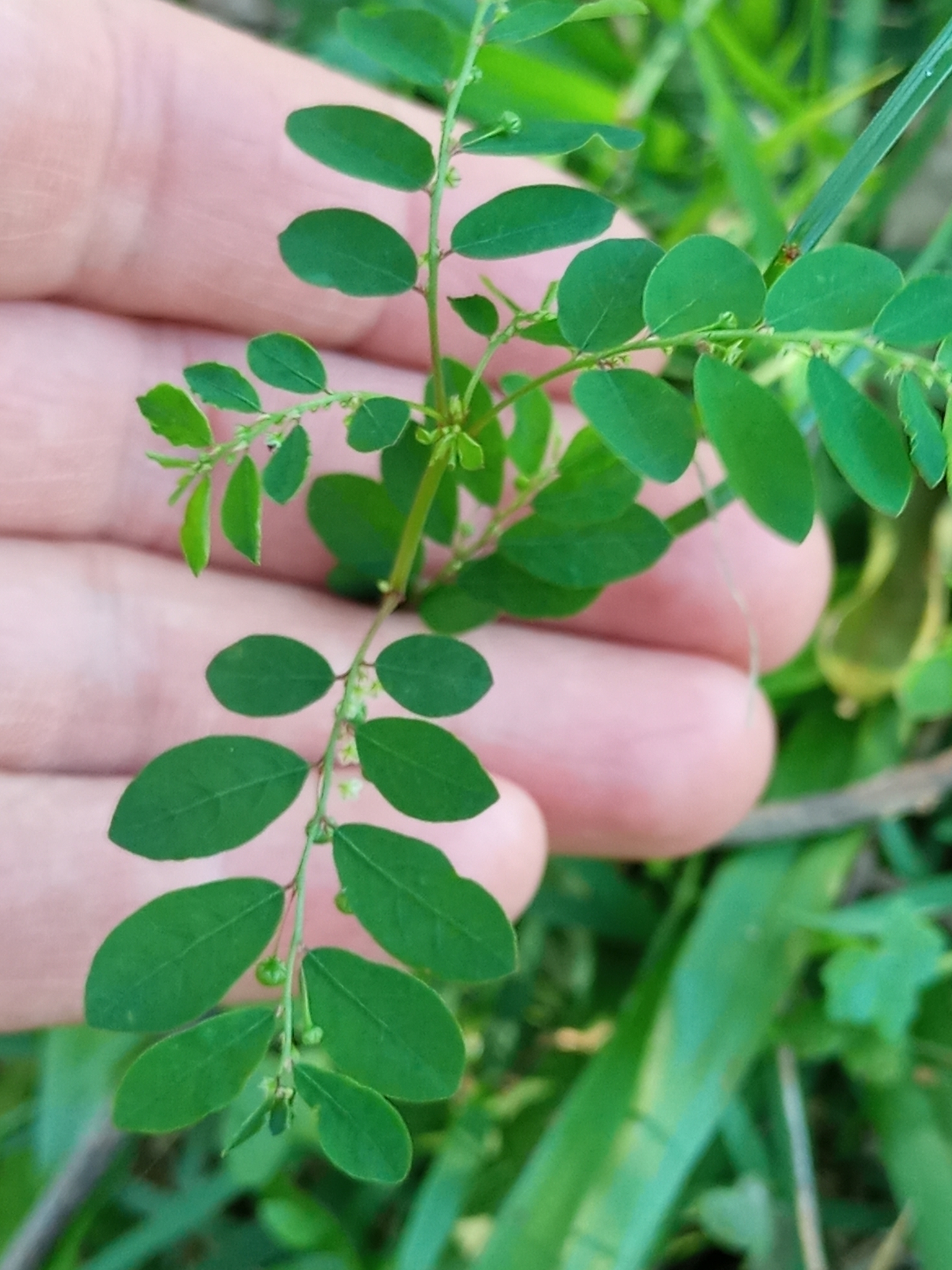 Phyllanthus tenellus