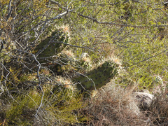 Trichocereus candicans