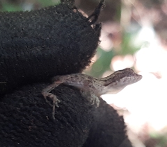 Anolis rodriguezii