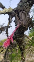 Tillandsia recurvifolia
