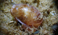 Bulla peasiana