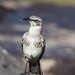 Typical Mockingbirds - Photo (c) Greg Lasley, some rights reserved (CC BY-NC), uploaded by Greg Lasley