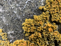 Xanthomendoza weberi