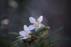 Fendlera linearis