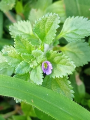 Stemodia verticillata