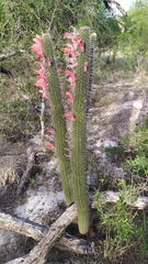 Cactaceae
