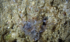 Isarachnanthus bandanensis