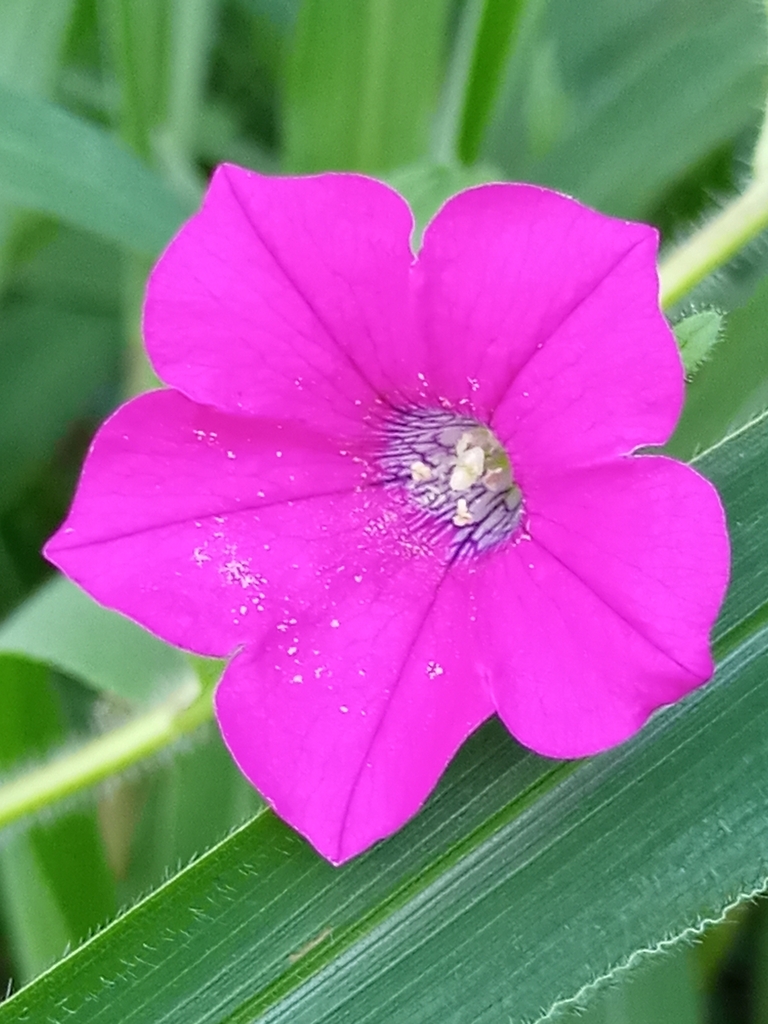 Petunia guarapuavensis
