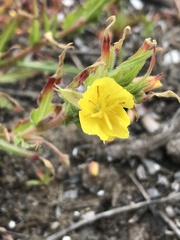 Oenothera picensis