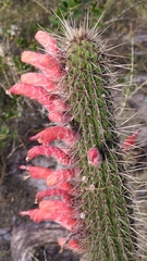 Cactaceae