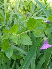 Petunia integrifolia