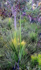 Xanthorrhoea