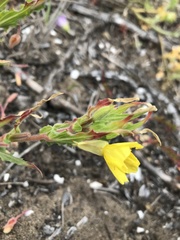 Oenothera picensis