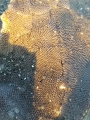 Membranipora membranacea