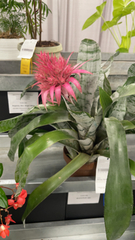 Aechmea fasciata