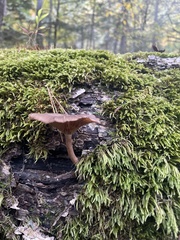 Arrhenia epichysium