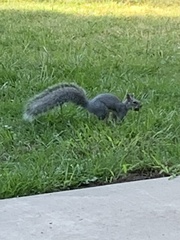 Sciurus griseus