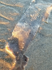 Membranipora membranacea