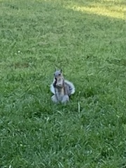 Sciurus griseus