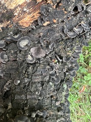 Resupinatus alboniger