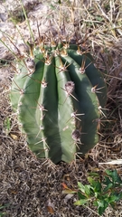 Cactaceae