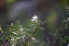 Fendlera linearis