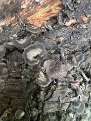 Resupinatus alboniger