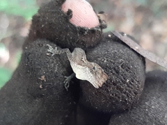 Anolis rodriguezii