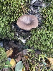 Arrhenia epichysium