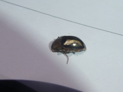 Chalcolampra speculifera