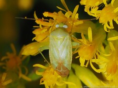 Taylorilygus apicalis