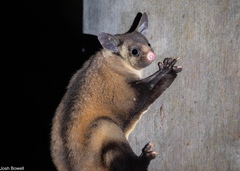 Yellow-Bellied Glider photo 4