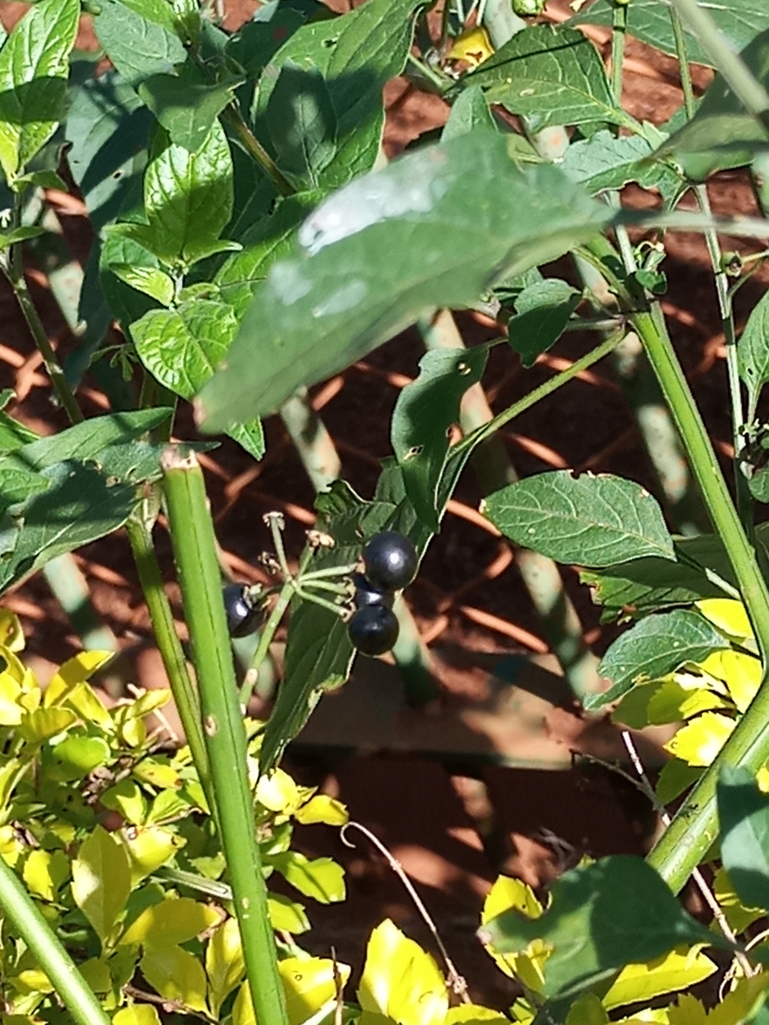 Solanum americanum