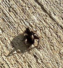 Neonemobius mormonius