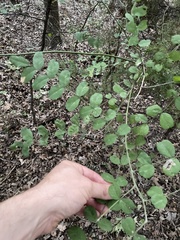 Styphnolobium affine