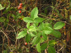 Rosa setigera