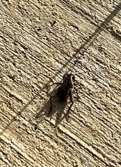 Neonemobius mormonius